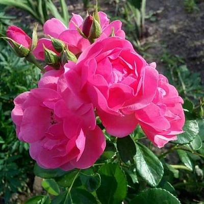 Роза АНГЕЛА флорибунда в Светлогорске