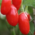 Годжи (чудо-ягода) в Светлогорске