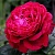 Роза 4 ВЕТРОВ флорибунда  в Светлогорске