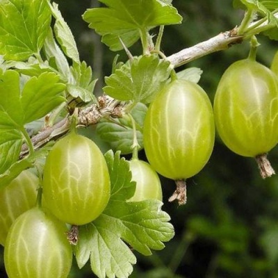 Крыжовник УРАЛЬСКИЙ ИЗУМРУД в Светлогорске
