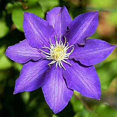 Клематис ЗЕ ПРЕЗИДЕНТ в Светлогорске