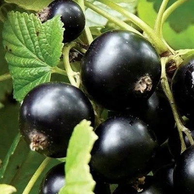 Смородина чёрная ЛЕНТЯЙ в Светлогорске