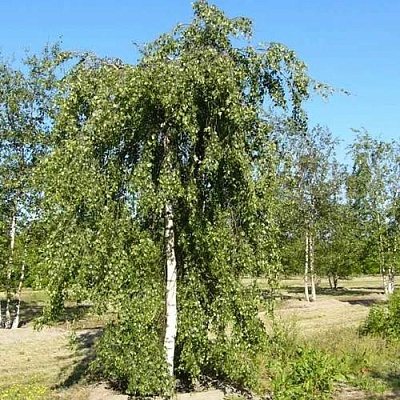 Береза ПОВИСЛАЯ в Светлогорске