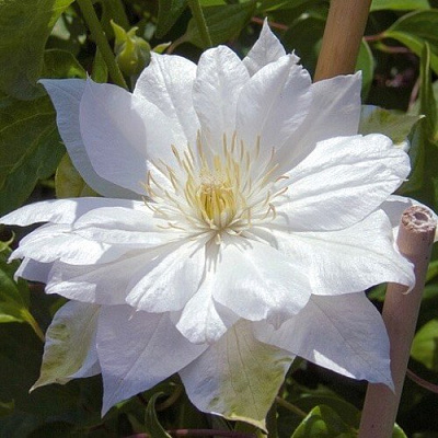 Клематис ДАЧЕСС ОФ ЭДИНБУРГ в Светлогорске