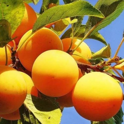 Слива МЕДОВАЯ ЖЁЛТАЯ в Светлогорске