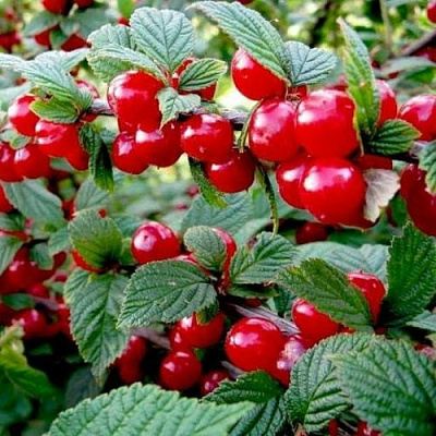 Вишня ВОСТОРГ войлочная в Светлогорске