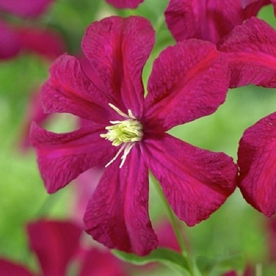 Клематис МАДАМ ДЖУЛИЯ КОРРЕВОН в Светлогорске