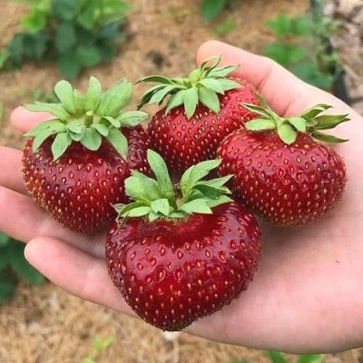 Клубника МАЛЬВИНА в Светлогорске