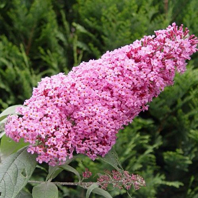 Буддлея давида ПИНК ДЕЛАЙТ в Светлогорске