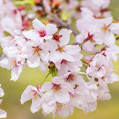 Сакура КОЙО НО МАЙ в Светлогорске