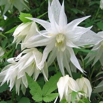 Княжик АЛЬБИНА ПЛЕНА белый махровый в Светлогорске