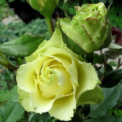 Роза ЛИМБО (ДОЛЛАР) чайно-гибридная  в Светлогорске