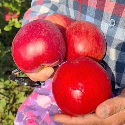 Яблоня ПАМЯТЬ СЮБАРОВОЙ в Светлогорске