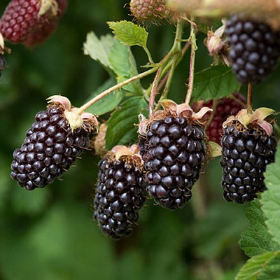 Ежемалина БОЙСЕНБЕРРИ в Светлогорске