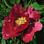 Пион КРАСНЫЙ ЛОТОС древовидный в Светлогорске