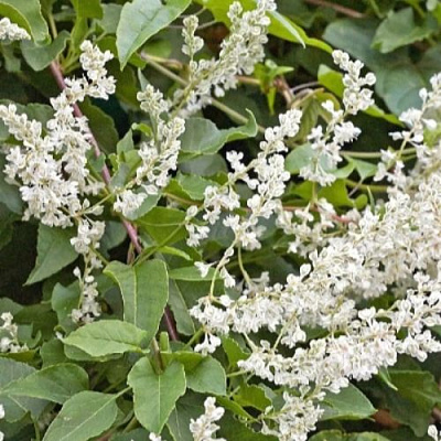 Фаллопия АУБЕРТА в Светлогорске