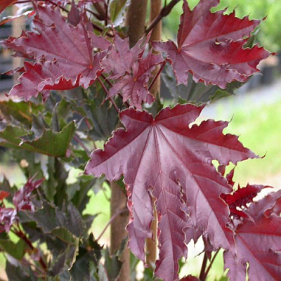 Клен КРИМСОН СЕНТРИ остролистный в Светлогорске