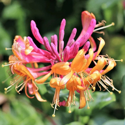 Жимолость ГЕКРОТА в Светлогорске