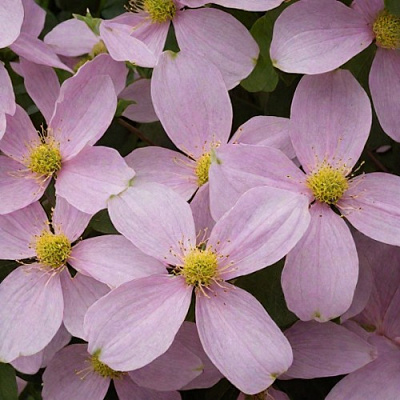 Клематис ГОРНЫЙ в Светлогорске