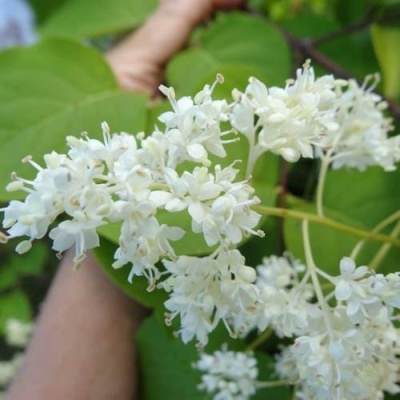 Сирень АМУРСКАЯ в Светлогорске