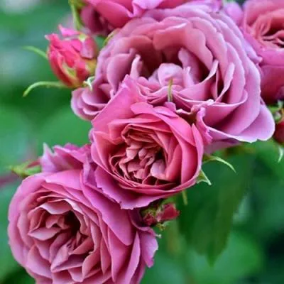 Японская роза в Светлогорске