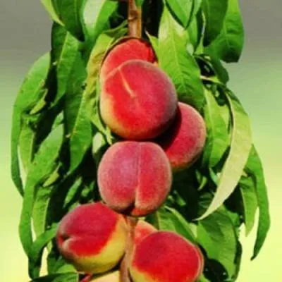 Персик колоновидный в Светлогорске