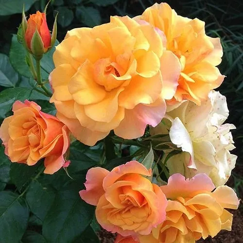 Роза ТЕКИЛА флорибунда  в Светлогорске