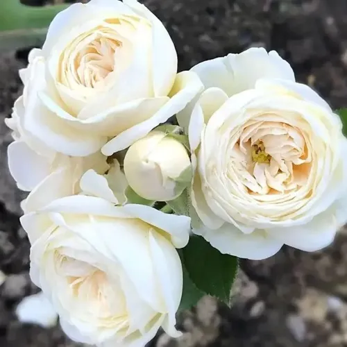 Роза АРТЕМИС шраб в Светлогорске