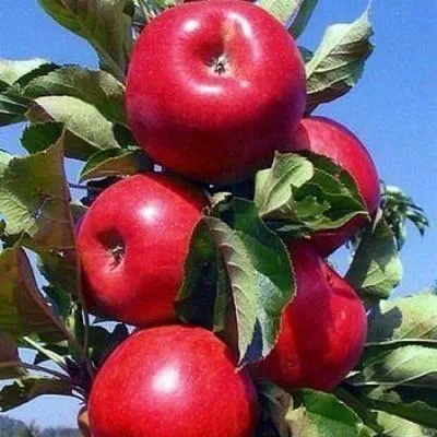 Колонновидные яблони в Светлогорске