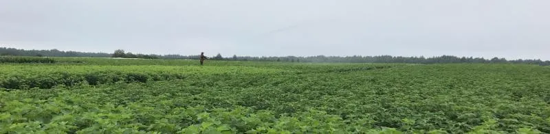 Принимаем заявки на производство качественного посадочного материала под заказ