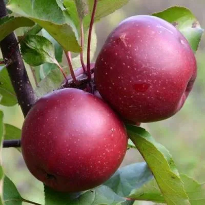 Яблоня красномясая в Светлогорске